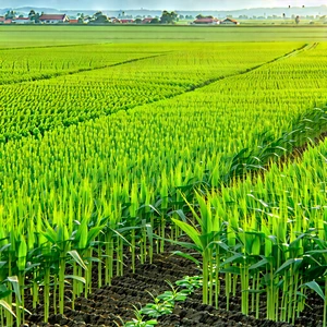 Agricultural Technology In Field Deployment With Large, Lush