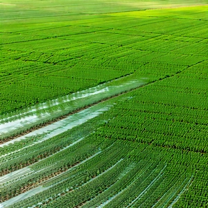 Agricultural Technology In Field Deployment With Large, Lush