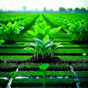 Agricultural Technology In Design Studio With Large Field