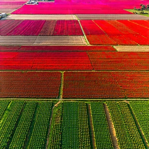 Nature Low Poly: Aerial view of agricultural fields