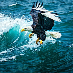 Nature Abstract Design: Eagle In Ocean Waters With Bald Eagle