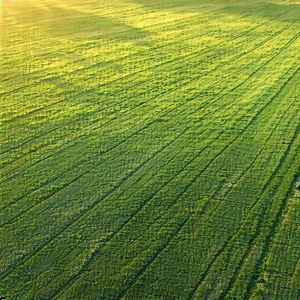 Nature Aerial Photography: Meadow During Golden Hour With Large, Lush
