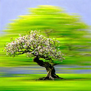 Nature Advertising Photography: Ancient Tree In Spring Bloom With Small Tree