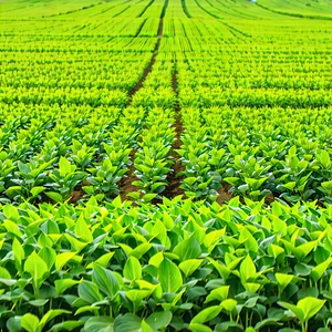 Tech Product Photography: Agricultural Technology In Field Deployment With Large, Lush