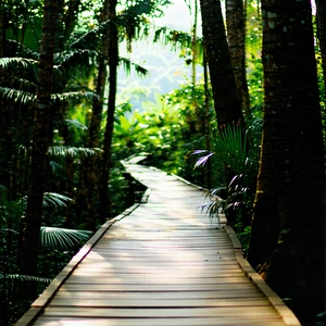 Nature Stock Photography: Path Through Tropical Jungle With Wooden Pathway