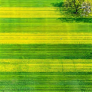 Lifestyle Aerial Photography: Spring Gardening During Autumn With Large, Lush