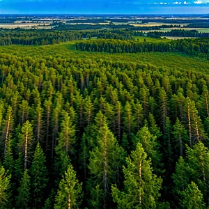 Nature Drone Photography: Clear (sky:1.15) Over Forest Clearing With Lush Green