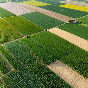 Nature Etching: Aerial View Of Agricultural Fields With Large, Lush