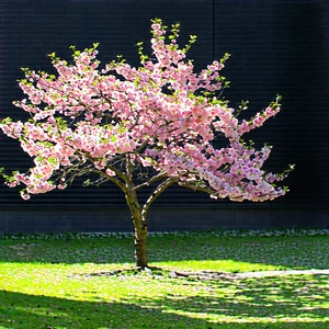 Nature Professional Photography: Cherry Blossoms In Sunlit Clearing With Small Tree