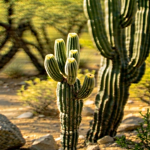 Nature Aerial Photography: Cactus In Sunlit Clearing With Image, There