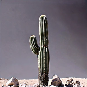 Nature Minimalist Design: Cactus In Rocky Terrain With Cactus Plant