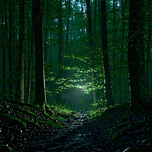 Nature Advertising Photography: Forest Scene During Night With Image, There