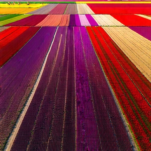 Nature Octane Render: Aerial view of agricultural fields