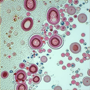 A Close-up Of A Group Of Red And White Flowers, Possibly A Mushroom Or A Plant
