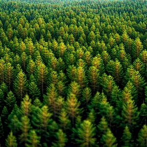 Nature Octane Render: Aerial View Of Forest Canopy With Lush Green