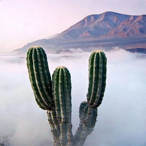 Nature Product Photography: Cactus In Misty Environment With Cacti Standing