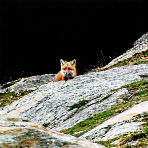 Nature Drone Photography: Fox in mountain terrain