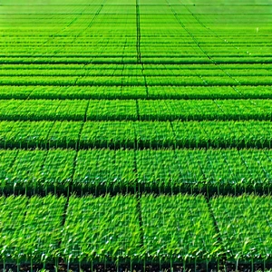 Agricultural Technology In Field Deployment With Large, Lush