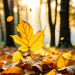 Nature Graphic Design: Autumn Leaves In Natural Setting With Beautiful Autumn
