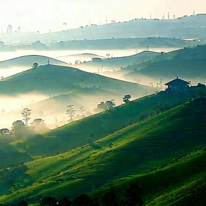 Nature Flat Design: Rolling Hills During Foggy Morning With Lush Green
