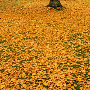 Nature Aerial Photography: Autumn Leaves In Natural Setting With Large Tree