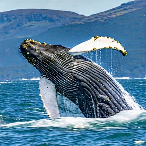 Nature Hdr Photography: Whale In Natural Habitat With Large Whale
