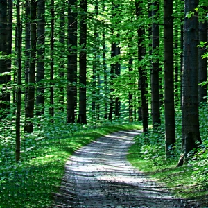 Nature Tilt-Shift Photography: Path through dense (forest:1.38)