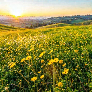 Nature Stock Photography: Meadow During Sunrise With Lush Green