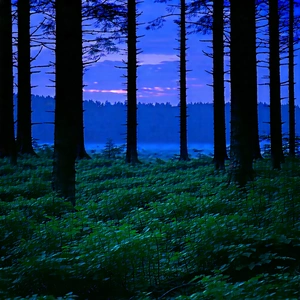 Nature Editorial Photography: Forest scene during blue hour