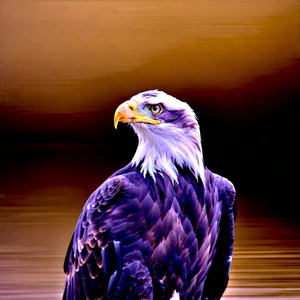 Nature Stock Photography: Eagle in natural habitat
