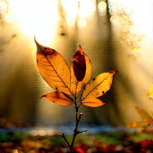 Nature Hdr Photography: Autumn leaves in misty environment