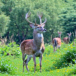 Nature Octane Render: Deer In Natural Habitat With Group Deer