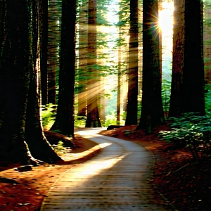 Nature Advertising Photography: Path Through Redwood Forest With Serene Forest