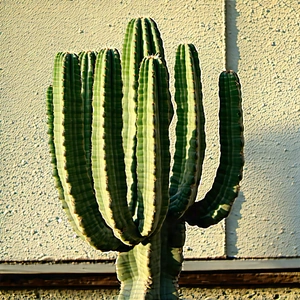 Nature Stock Photography: Cactus In Natural Setting With Large Cactus