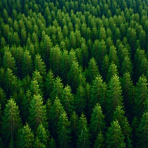 Nature 3d Render: Aerial View Of Forest Canopy With Image, There