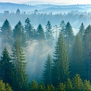Nature Minimalist Design: Mist Over Forest Clearing With Lush, Foggy