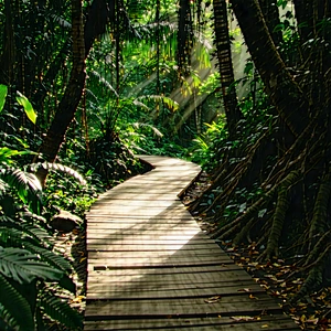Nature Commercial Photography: Path through tropical jungle