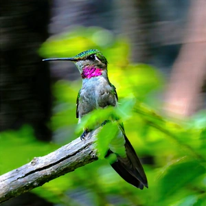 Nature Landscape Photography: Hummingbird In Natural Habitat With Hummingbird Perched