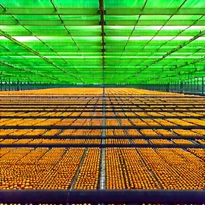 Agricultural Technology In Manufacturing Facility With Large, Bright