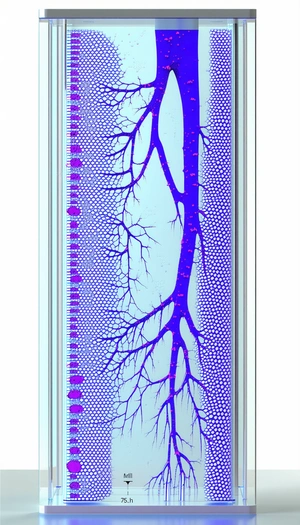 A Blue And Purple Image Of A Tree Is Displayed In A Glass Case
