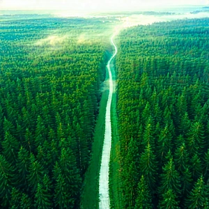 Nature Aerial Photography: Path through dense forest