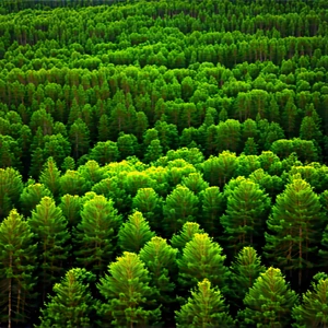 Nature Minimalist Design: Aerial view of forest canopy