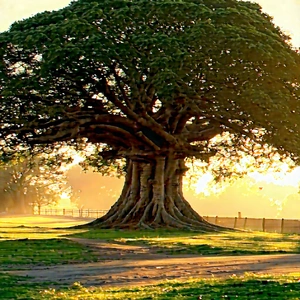 Nature Hdr Photography: (ancient:1.21) Tree In Natural Setting With Large Tree