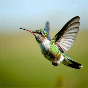 Nature Architectural Photography: Hummingbird In Prairie Grassland With Green White