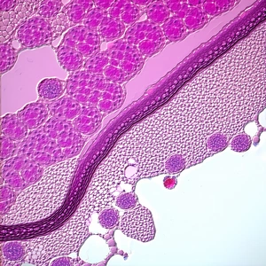 A Close-up View Of A Plant's Stem, Which Is Purple In Color