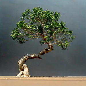 Nature Aerial Photography: Ancient Tree In Rocky Terrain With Small Tree