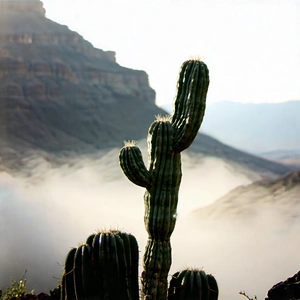 Nature Stock Photography: Cactus In Misty Environment With Cactus Plant