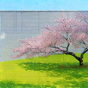 Nature Architectural Photography: Cherry Blossoms In Natural Setting With Beautiful Tree