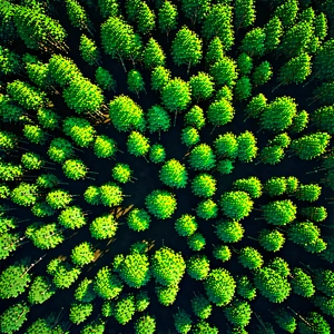 Nature Voxel Art: Aerial view of forest canopy