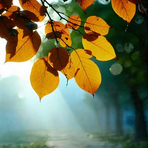 Nature Editorial Photography: Autumn leaves in misty environment